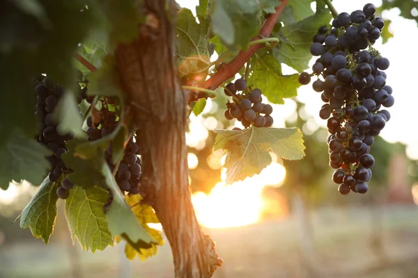 Ramo Uvas Jugosas Maduras Rama Viñedo —  Fotos de Stock