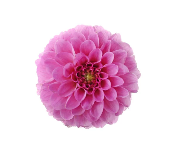 Gyönyörű Rózsaszín Dália Virág Elszigetelt Fehér — Stock Fotó