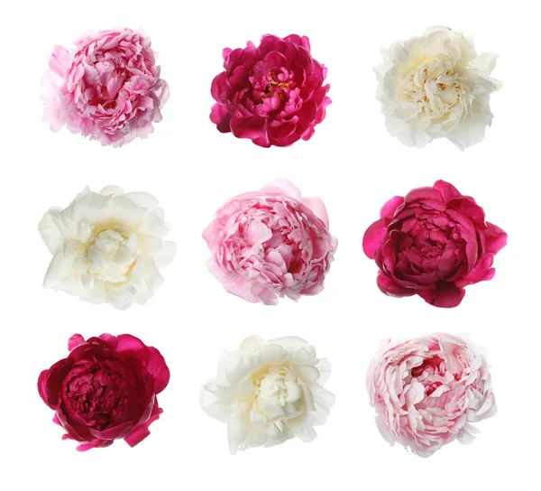 Набір Різних Красивих Квітів Півонії Білому Тлі — стокове фото