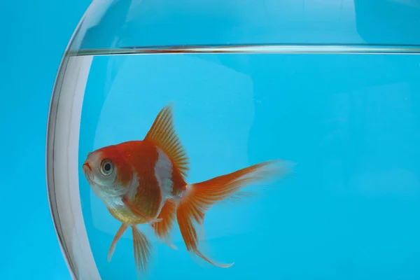 Beautiful Goldfish Aquarium Blue Background Closeup Stock Image