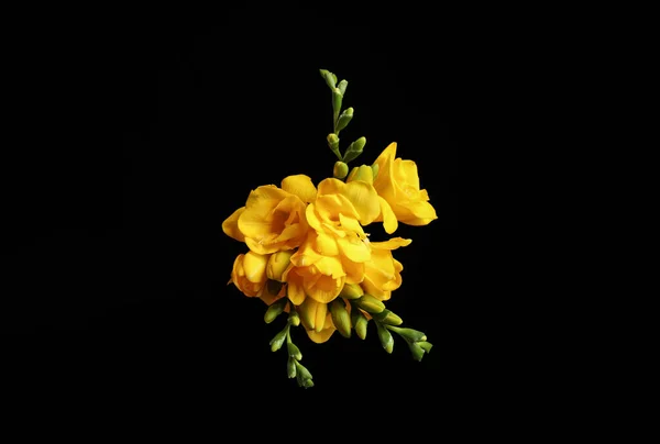 Lindas Flores Freesia Amarelas Fundo Preto — Fotografia de Stock