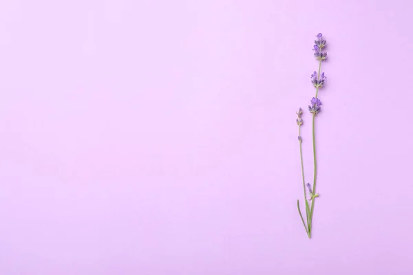 Schöne Lavendelblüten Auf Hellem Hintergrund Draufsicht Raum Für Text — Stockfoto