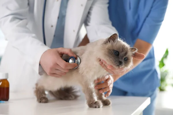 Professionella Veterinärer Undersöker Katt Kliniken Närbild — Stockfoto