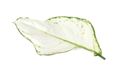 Aglaonema yaprağı beyaza izole edilmiş. Güzel tropikal bitki