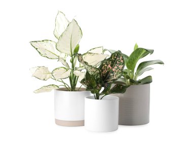 Çiçek saksılarındaki güzel Aglaonema bitkileri beyaza izole edilmiş. Ev dekorasyonu