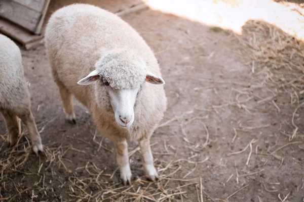 Çiftlikteki Sevimli Komik Koyunlar Hayvancılık — Stok fotoğraf