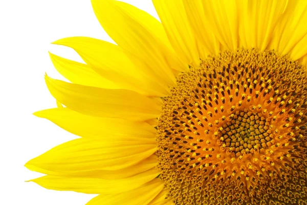 Hermoso Girasol Brillante Sobre Fondo Blanco Primer Plano — Foto de Stock