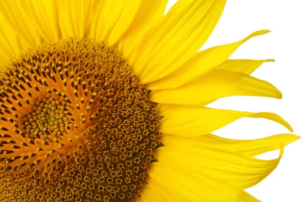 Hermoso Girasol Brillante Sobre Fondo Blanco Primer Plano — Foto de Stock