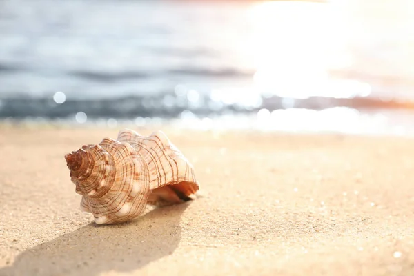 Bella Conchiglia Sulla Spiaggia Sabbia Spazio Testo — Foto Stock