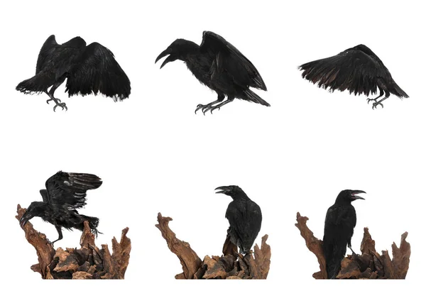 Collage Met Zwarte Raven Witte Achtergrond — Stockfoto