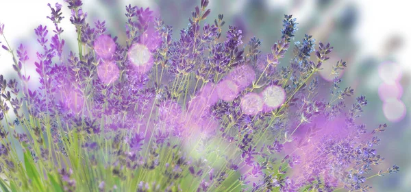Beautiful Lavender Flowers Outdoors Bokeh Effect Banner Design — Stock Photo, Image