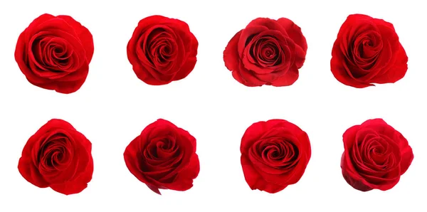 Set Bellissime Rose Rosse Sfondo Bianco Design Banner — Foto Stock