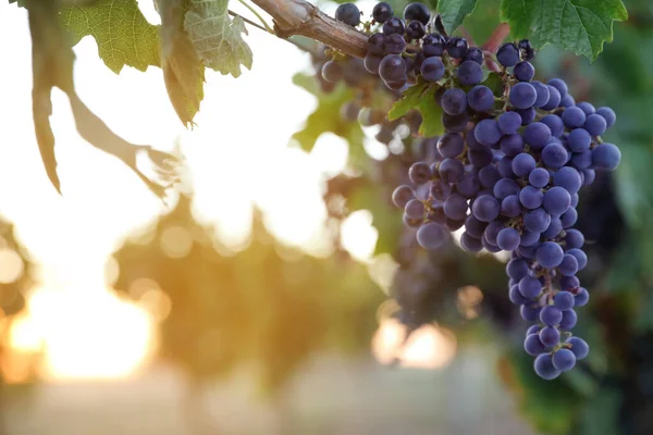 Bunch Ripe Juicy Grapes Branch Vineyard Space Text — Stock Photo, Image