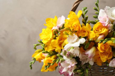 Hasır sepetin içinde, gri arka planda güzel çiçek açan frezyalar, yakın plan