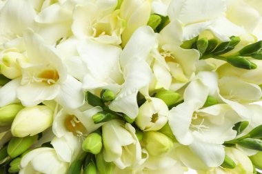 Arka plan olarak güzel aromatik frezya buketi, yakın plan
