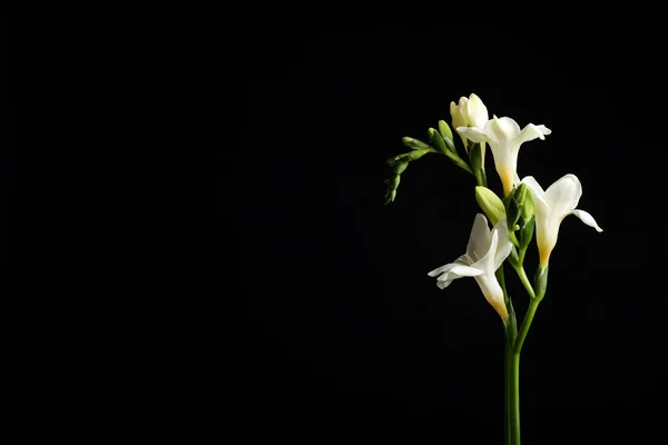 Hermosas Flores Freesia Blanca Sobre Fondo Negro Espacio Para Texto — Foto de Stock