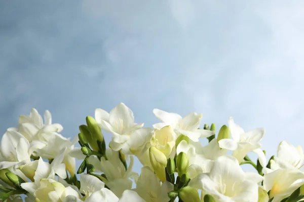 Schöne Freesia Blumen Auf Blauem Hintergrund Nahaufnahme Raum Für Text — Stockfoto