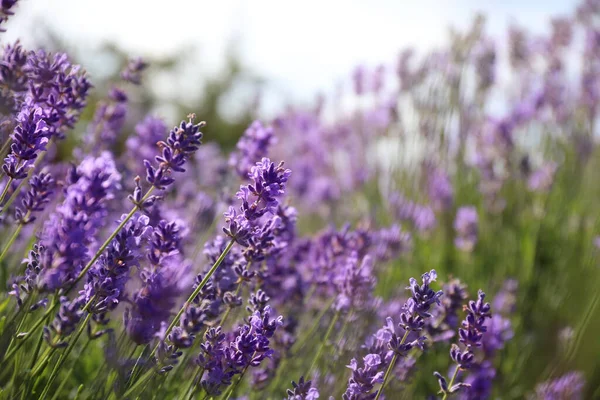 Lindo Campo Lavanda Florescente Dia Verão Close — Fotografia de Stock