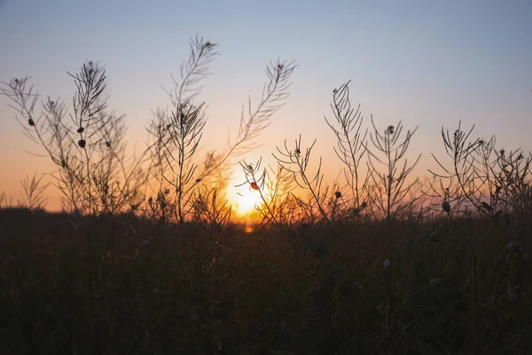 Прекрасный Вид Поле Восходе Солнца Ранним Утром Пейзаж — стоковое фото
