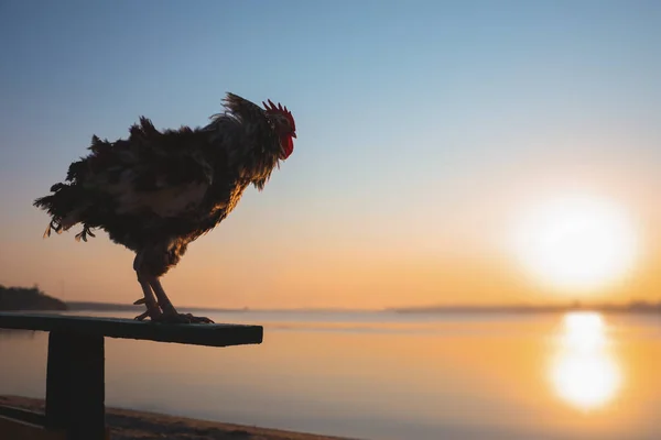 日の出時に川の近くのベンチに大きな国内鶏 テキストのためのスペース 朝の時間 — ストック写真