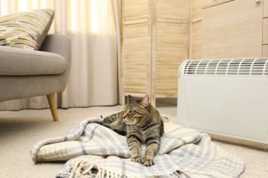 Evde elektrikli ısıtıcının yanında şirin bir tekir kedi var.