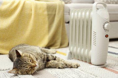 Evde elektrikli ısıtıcının yanında şirin bir tekir kedi var.