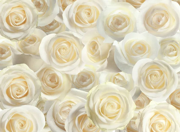 Beaucoup Belles Roses Blanches Comme Arrière Plan Vue Dessus — Photo