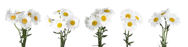 Conjunto Belas Flores Camomila Fundo Branco Design Banner — Fotografia de Stock