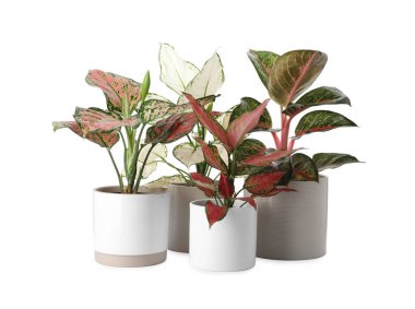 Çiçek saksılarındaki güzel Aglaonema bitkileri beyaza izole edilmiş. Ev dekorasyonu