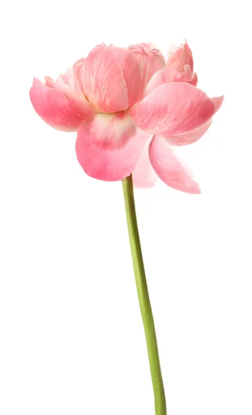 Gyönyörű Virágzó Rózsaszín Bazsarózsa Elszigetelt Fehér — Stock Fotó