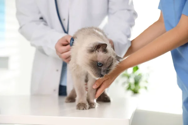 수의사들이 고양이를 병원에서 진찰하고 있습니다 — 스톡 사진