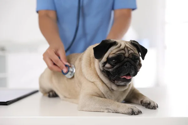 Κτηνίατρος Εξετάζει Χαριτωμένο Σκυλί Pug Στην Κλινική Closeup Ημέρα Εμβολιασμού — Φωτογραφία Αρχείου