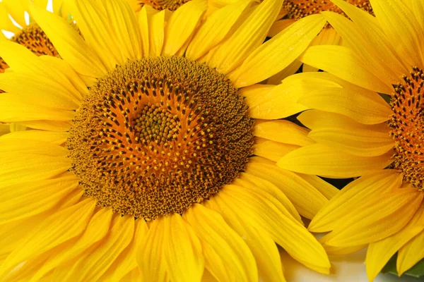 Belos Girassóis Brilhantes Florescendo Como Fundo Close — Fotografia de Stock