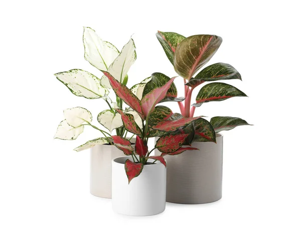 Schöne Aglaonema Pflanzen Blumentöpfen Isoliert Auf Weiß Hausdekoration — Stockfoto