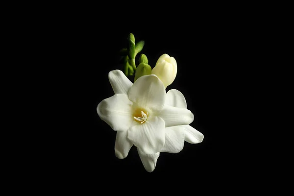 黒の背景に美しい白いフリージアの花 — ストック写真