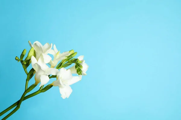 Mooie Freesia Bloemen Lichtblauwe Achtergrond Ruimte Voor Tekst — Stockfoto
