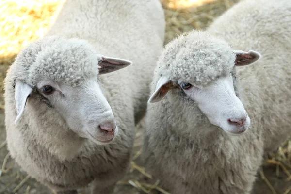 Милі Смішні Вівці Фермі Тваринництво — стокове фото