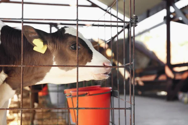 农场里笼中的小牛犊真漂亮畜牧业 — 图库照片