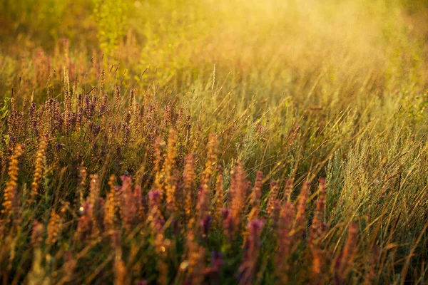 Hermoso Campo Con Flores Silvestres Mañana — Foto de Stock