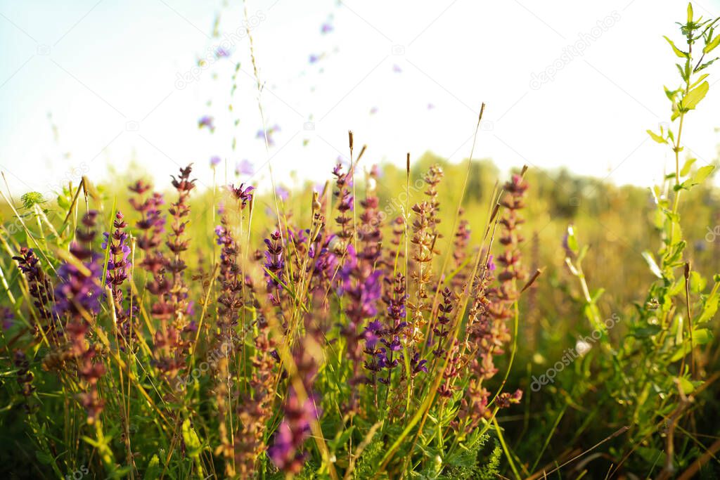 Beautiful field with wild flowers in morning, closeup