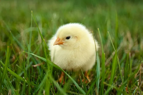 Cute Fluffy Baby Chicken Green Grass Closeup Farm Animal — Stock Photo, Image