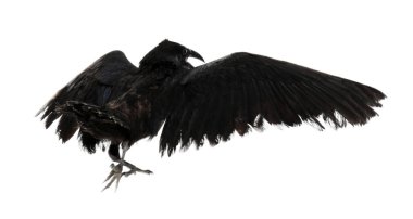 Beyaz arkaplanda güzel siyah kuzgun