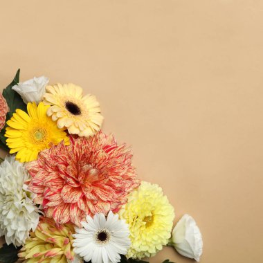 Bej arka planda güzel yıldız çiçekleri olan düz bir kompozisyon. Metin için boşluk