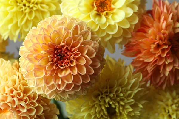 Piękne Żółte Kwiaty Dahlii Szarym Tle Zbliżenie — Zdjęcie stockowe