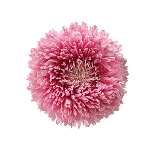 Beautiful Pink Aster Isolated White Top View Autumn Flower — Stock Photo, Image