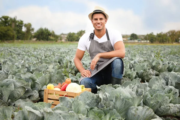 Boer Werkt Het Koolveld Oogsttijd — Stockfoto