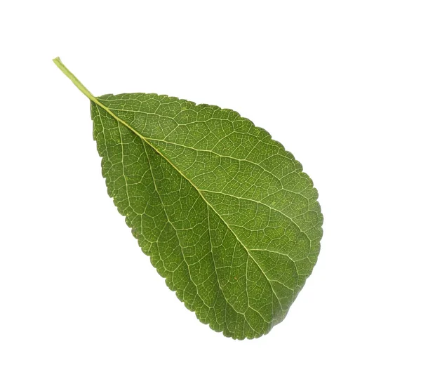 Свежий Зеленый Сливовый Лист Изолированный Белом — стоковое фото