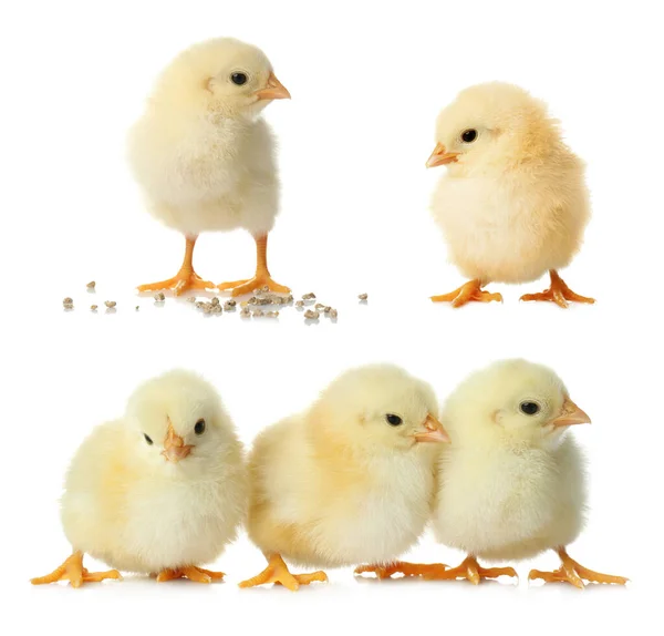 Collage Cute Fluffy Chickens White Background Farm Animals — Stock Photo, Image