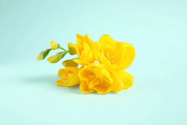 Vackra Blommande Gula Freesias Ljusblå Bakgrund — Stockfoto