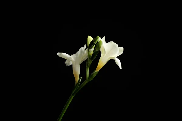 Lindas Flores Brancas Freesia Fundo Preto — Fotografia de Stock